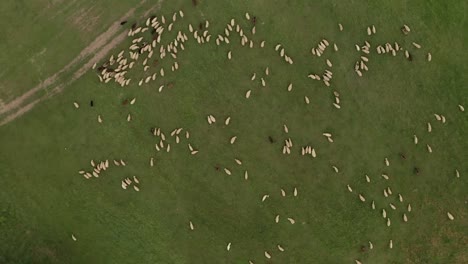 Aerial-zoom-in-view-of-hundreds-of-white-and-brown-sheep-grazing-on-a-meadow