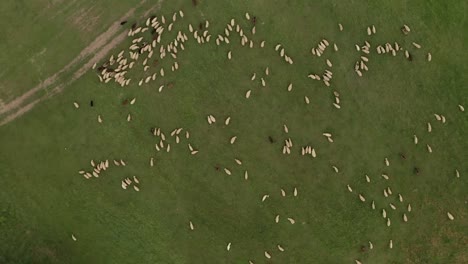 aerial zoom in view of hundreds of white and brown sheep grazing on a meadow