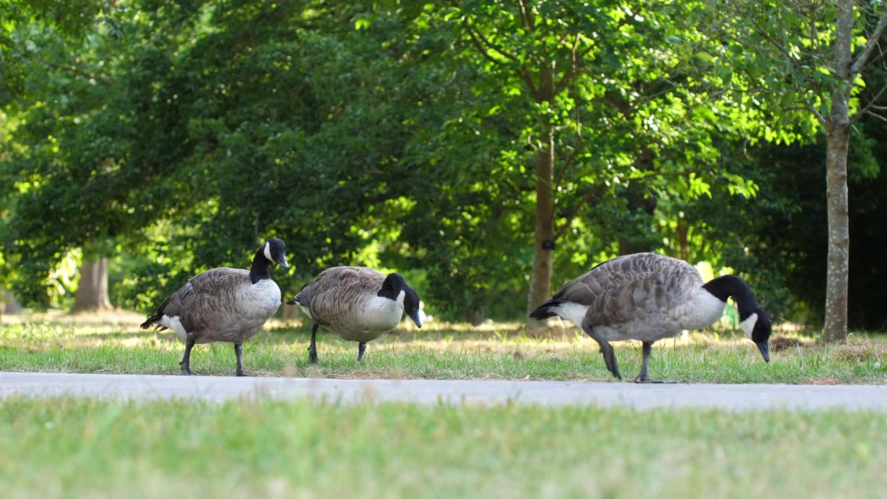 Oche canadesi (Branta canadensis) che passeggiano con grazia lungo il sentiero di un parco del Regno Unito. Catturato con una Panasonic Lumix GH5