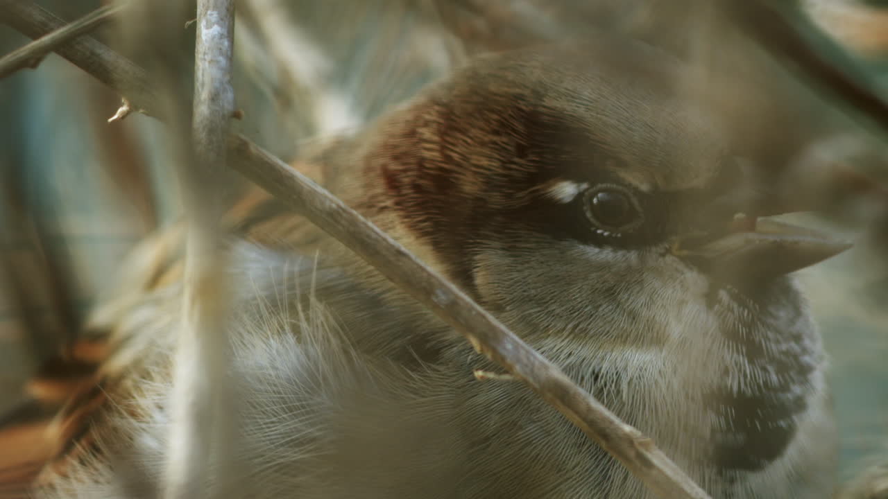 primer plano de un gorrión doméstico masculino cantando, mirando a través de los arbustos, el pájaro twitteando