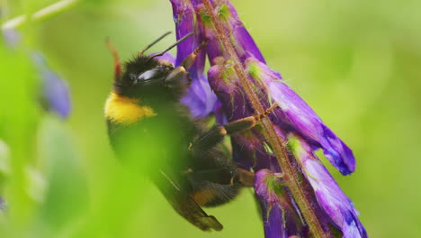 Abeja-Buscando-Néctar-Con-Su-Trompa