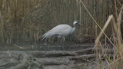 Primer-Plano-De-Dos-Pájaros-Grulla-Común-Caminando-Por-Un-Suelo-Fangoso