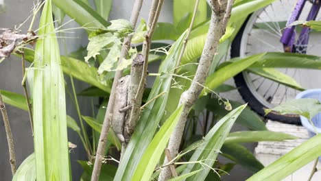 exótico maestro del disfraz camaleón lagarto de jardín oriental, calotes versicolor, cambiando su color y camuflándose en la rama rodeada de plantaciones de jardín casero, tiro de pan de mano