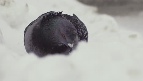 Lone-pigeon-in-the-snow.-Slow-Motion