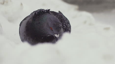 Paloma-Solitaria-En-La-Nieve.-Camara-Lenta