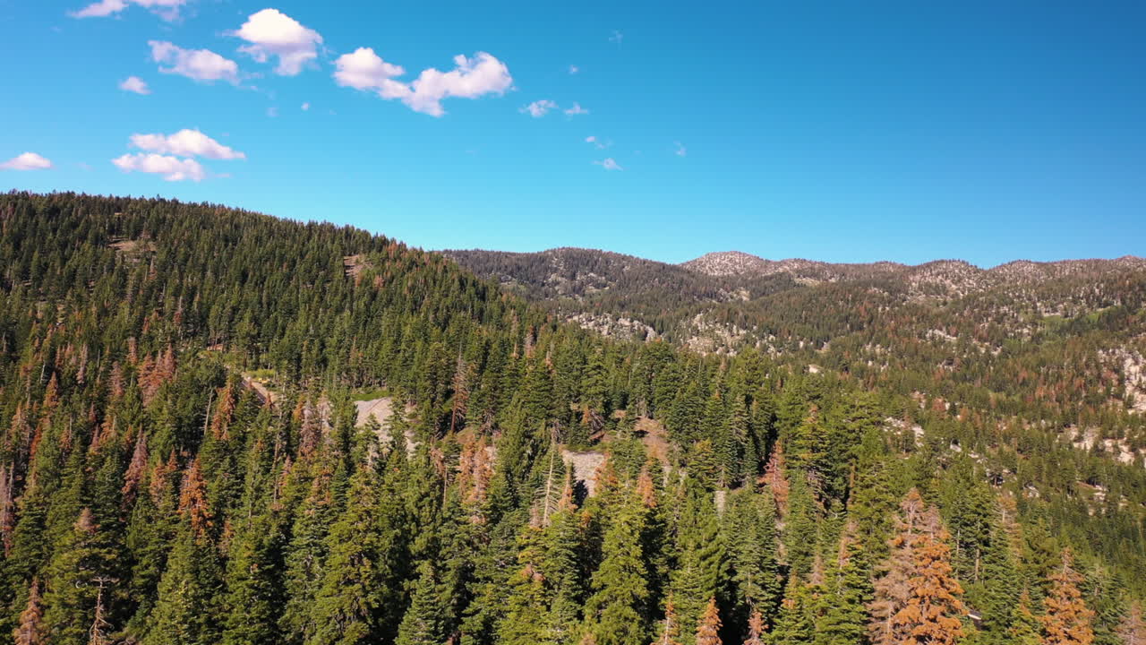 An aerial view glides over tree-filled hills in Tahoe, revealing a winding road below. The lush green landscape and curving path create a scenic and tranquil mountain vista.