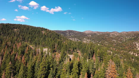 an aerial view glides over tree-filled hills in tahoe, revealing a winding road below. the lush green landscape and curving path create a scenic and tranquil mountain vista.