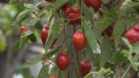 Gentle-vertical-camera-movement-showcases-the-exquisite-rocoto-pepper-plant,-native-to-Ecuador,-revealing-its-unique-details-and-natural-beauty