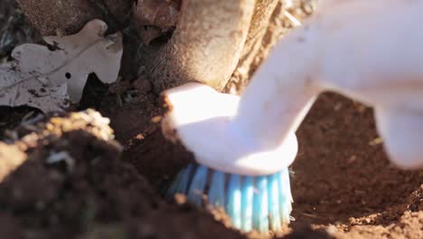 Unearthing-black-truffle-from-the-ground-in-Australia