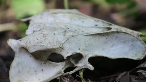 Close-up-shot-of-chicken-head-bone,-HD-Video