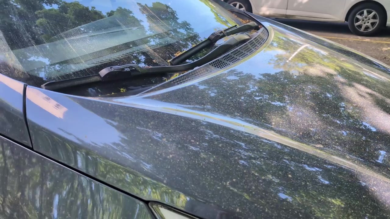 Auto coperta di polline giallo, stagione delle allergie primaverili