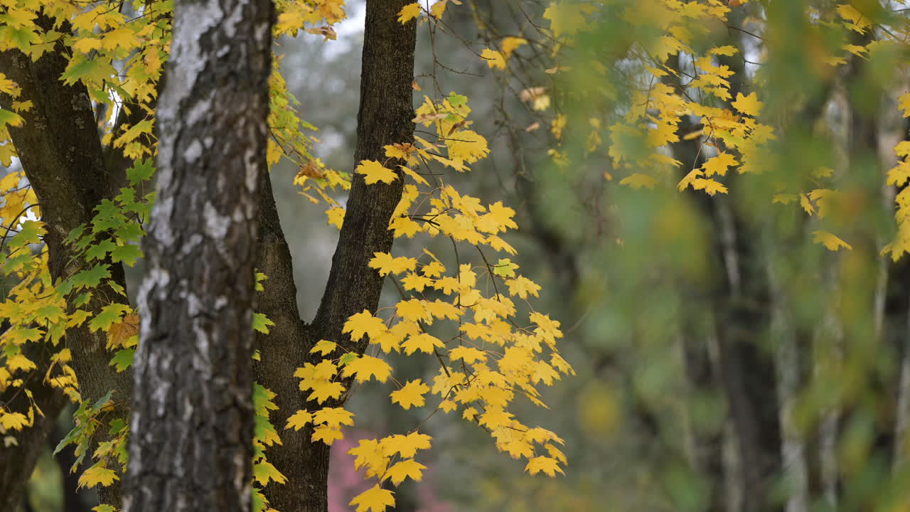 Yellow maple leaves in autumn forest