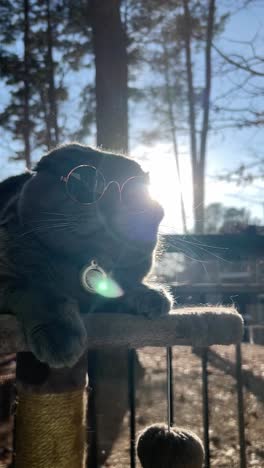 a stylish cat in trendy sunglasses lounges in the warm sunshine surrounded by vibrant lush nature. a stylish cat in trendy sunglasses lounges in the warm sunshine, surrounded by vibrant, lush nature