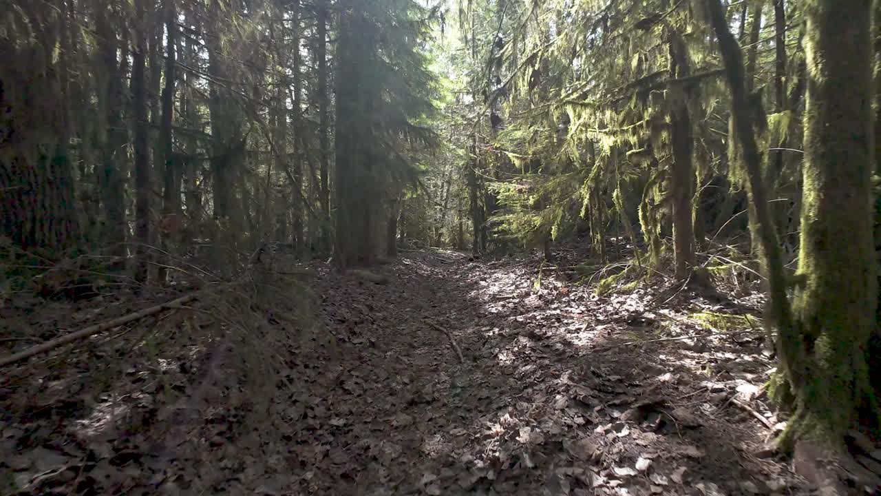 Sorvolo di una zona in una foresta pluviale temperata incontaminata nella Columbia Britannica, Canada