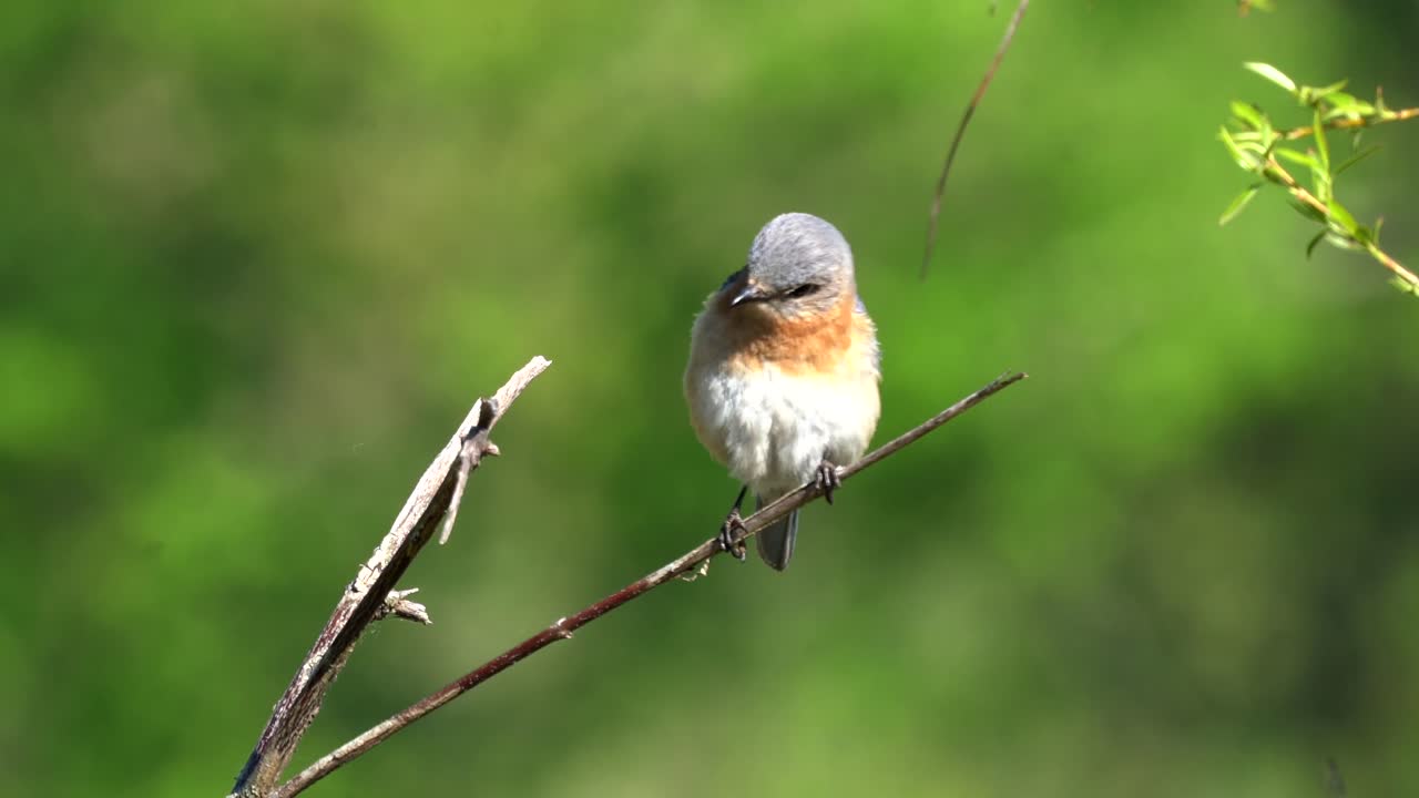 An eastern bluebird sitting on a small branch in the outdoors