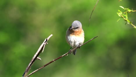 An-eastern-bluebird-sitting-on-a-small-branch-in-the-outdoors