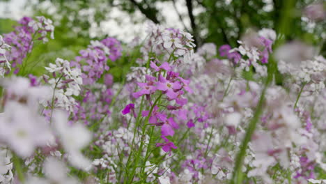 Feld-Mit-Lila-Und-Weißen-Blumen-In-Der-Nähe-Der-Autobahn-In-Frelighsburg