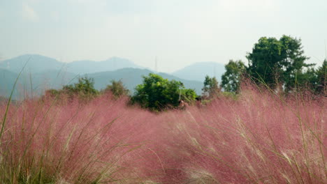 Caminando-Por-El-Floreciente-Campo-De-Hierba-Muhly-Rosa-En-La-Granja-De-La-Isla-De-Hierbas---Primer-Plano