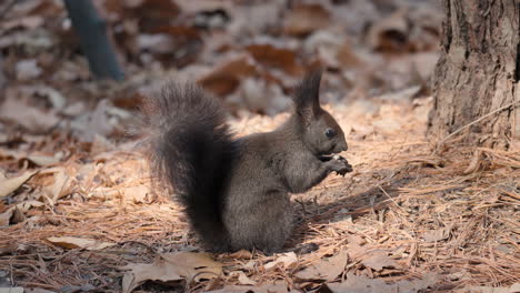 red squirrel sitting on ground covered in pine needles eating a hazelnut