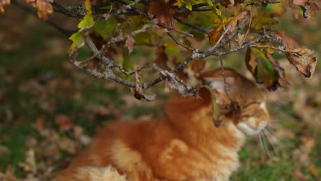 gato jengibre doméstico jugando con rama de roble en la temporada de otoño