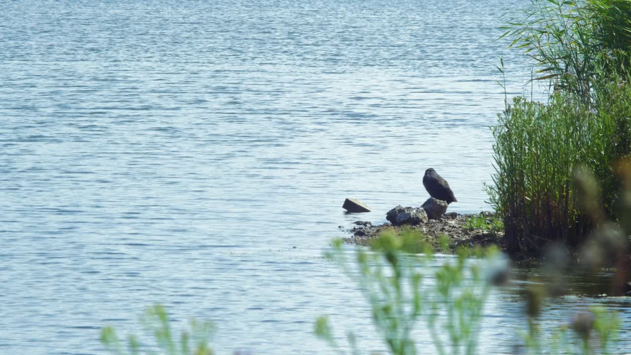 plumas de focha euroasiática acicalándose en un día soleado de verano en el lago liepaja, plano medio desde la distancia