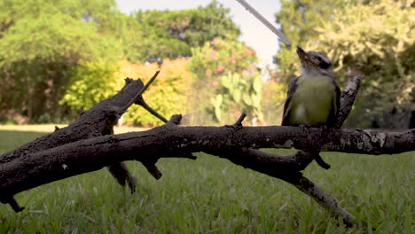 lindo pájaro salvaje sentado en una rama bebiendo agua de paja entregada por humanos