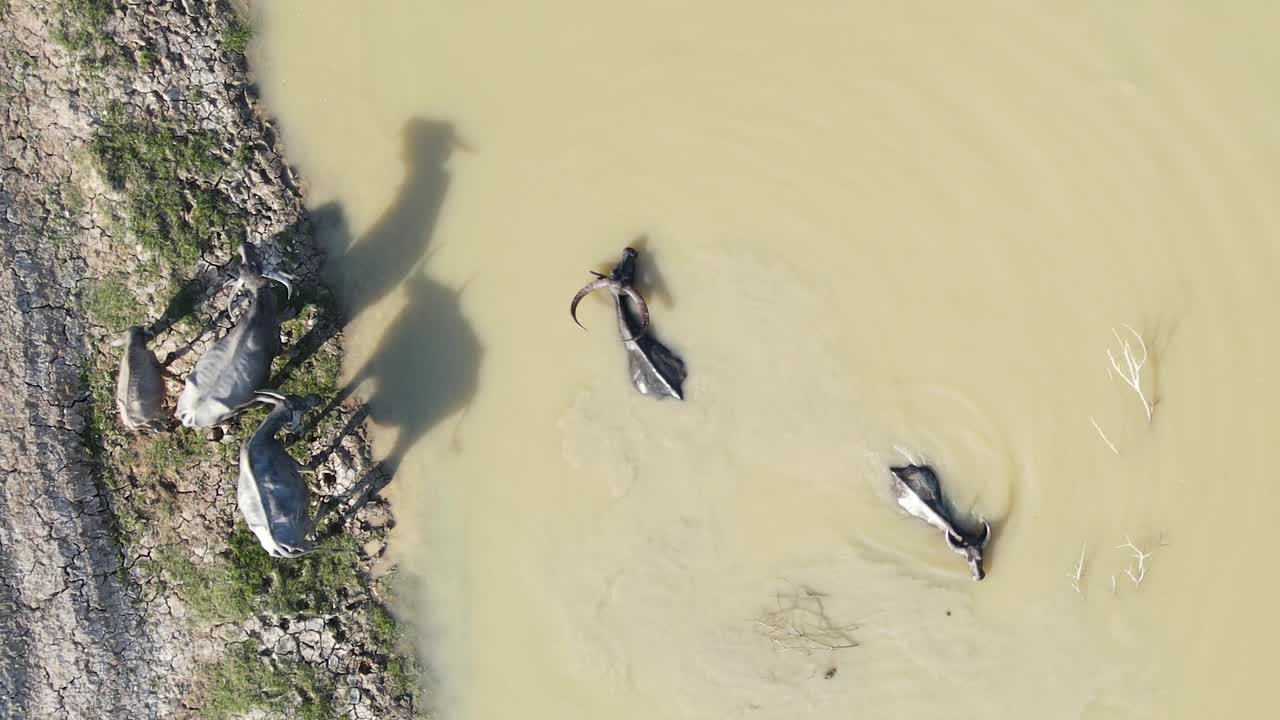 다섯 마리의 물 버팔로가 진 ⁇  강에서 휴식을 취하고 있는 조류의 시선