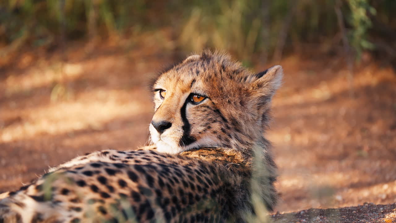 el guepardo en la sabana