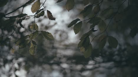 Leafs-in-shallow-depth-of-field-during-sunrise