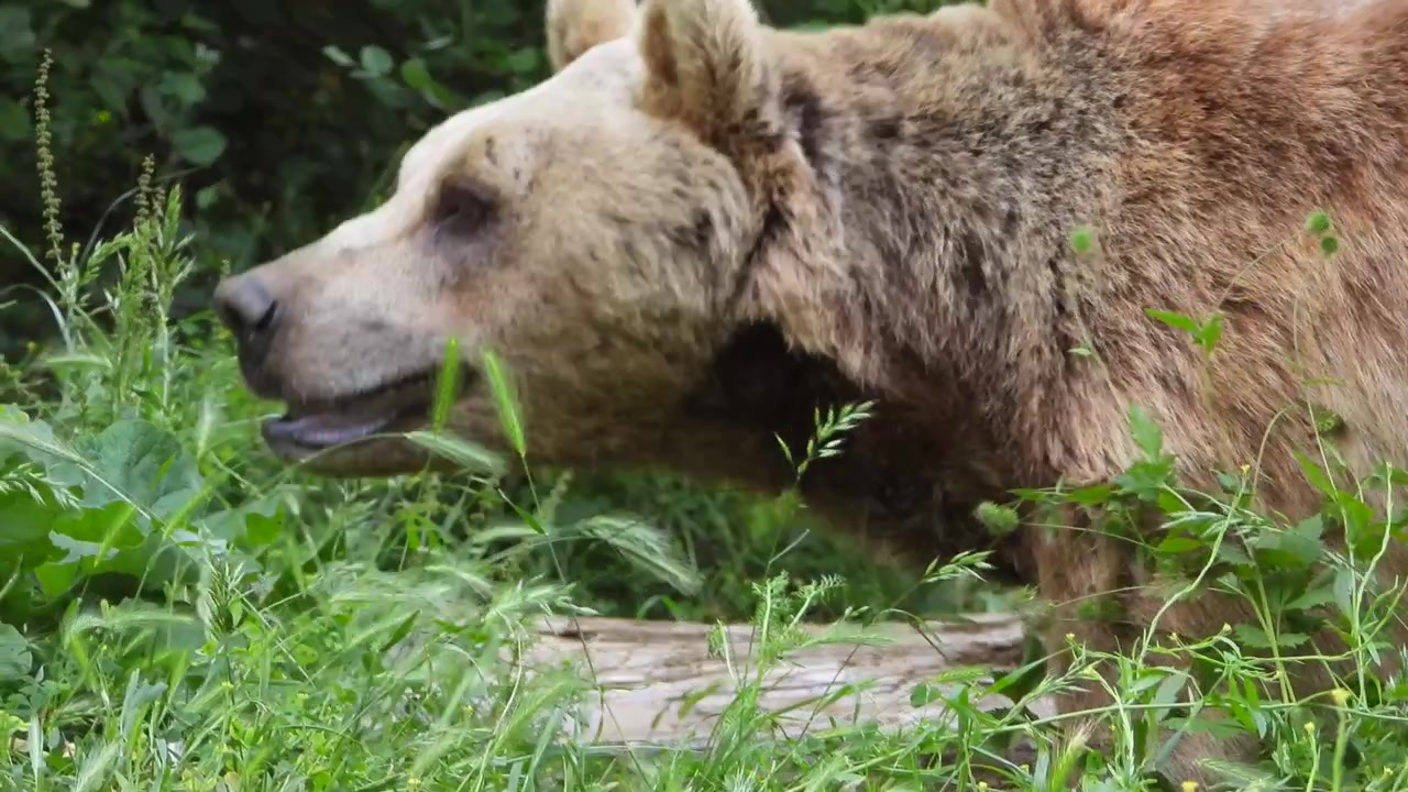 Orso bruno in cerca di cibo in una lussureggiante foresta verde
