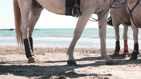 low angle shot of horses standing on the shore of palavas beach during the feria