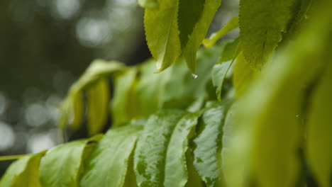 close up of rain falling on leaves of trees in park or countryside 2