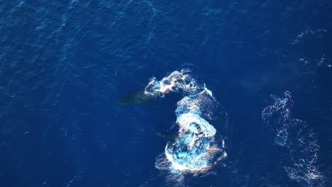 cute baby humpback whale calf breaching next to mom