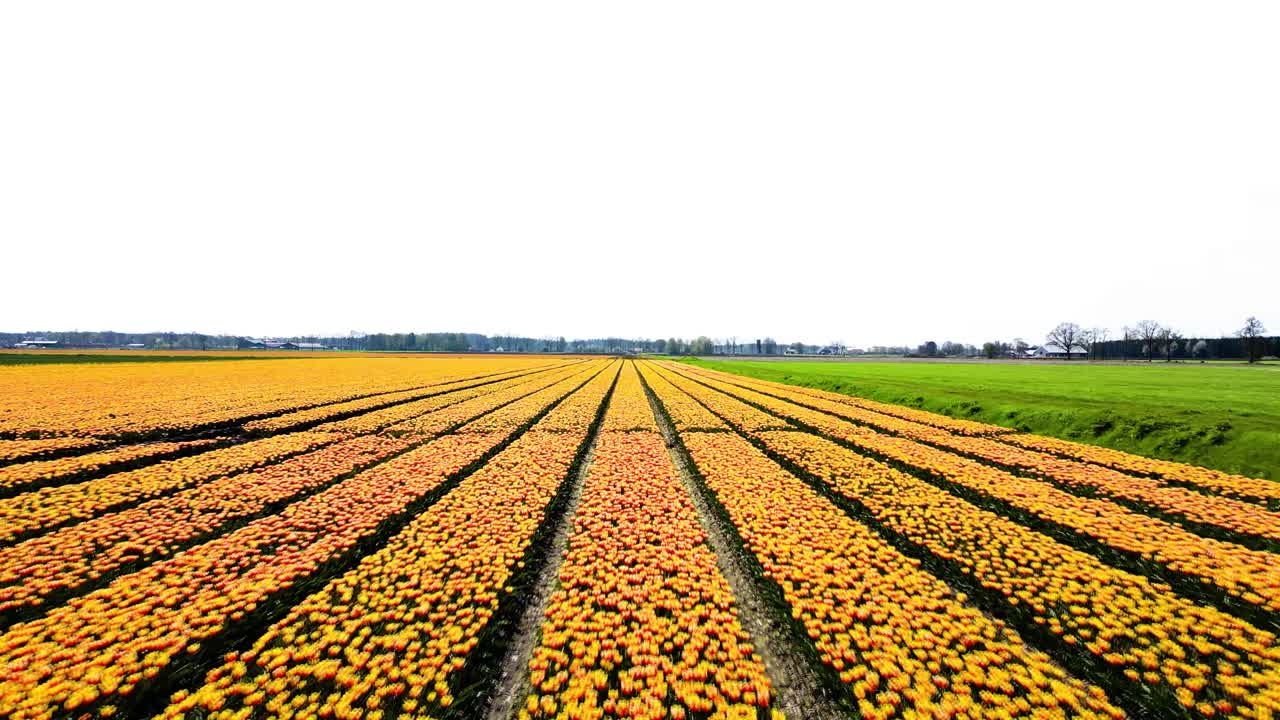 Colorosi campi di tulipani