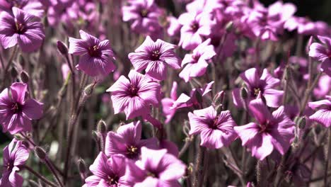 primer plano de un hermoso jardín de flores rosadas