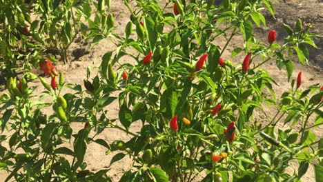 Chiles-Rojos-Picantes.-La-Comida-Picante.-Ingredientes-Organicos