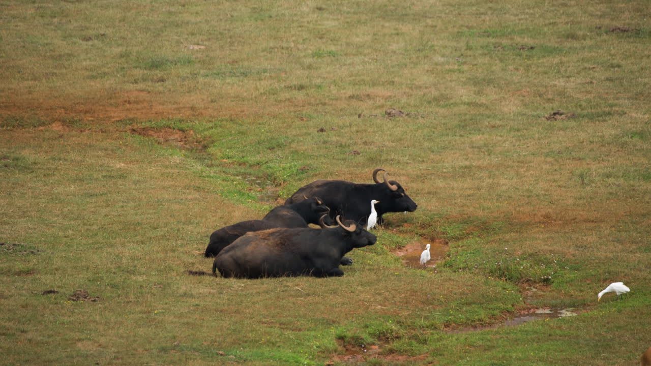 들판에 누워있는 누우 105