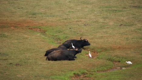 Wildebeest-Laying-in-Field-105