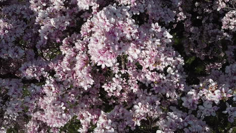 Fast-top-down-rotating-and-rising-aerial-shot-of-bright-pink-blossoms-on-a-tree-in-Lausanne,-Switzerland