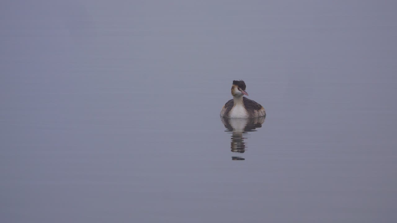 그레이트 크레스트드 그레브 (great crested grebe) 라는 새가 호수 안의 조용한 물 위에서 조용히 헤엄치고, 안개가 어 있고, 미스틱한 분위기입니다. 그레브는 수염을 니다.