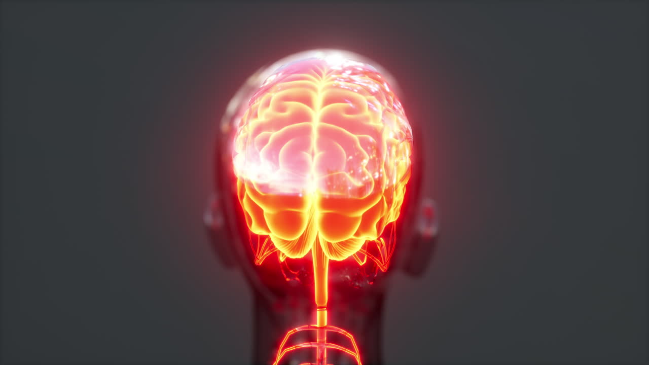 los impulsos de energía nerviosa de la médula espinal en el cerebro