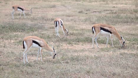 telephoto establisher shot of many thomson gazelle eating dry grass, tanzania