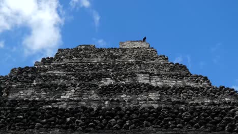 buitre pavo descansando en la cima de la pirámide del templo 1 en chacchoben, sitio arqueológico maya, quintana roo, méxico
