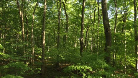 pure wild forest of canada seen by drone slowly flying upwards replacing cables