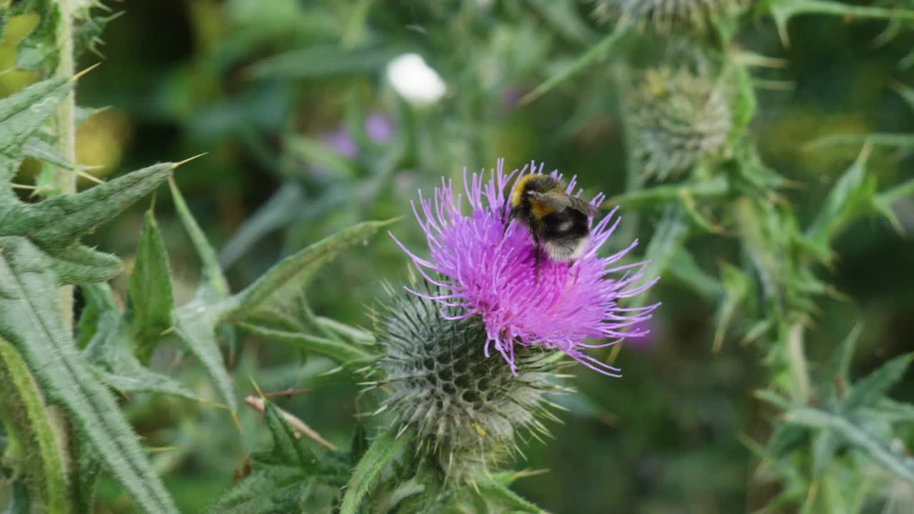 abeja recoge néctar de flor morada