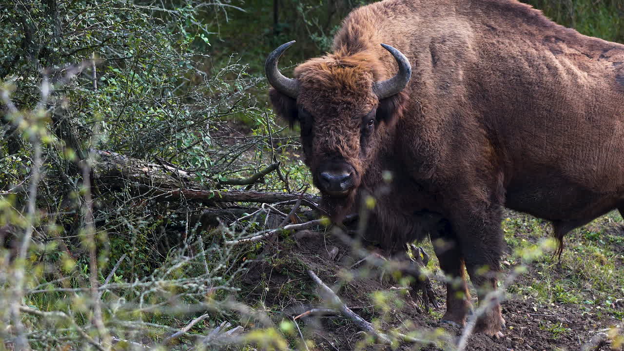 un toro bonasus de bisonte europeo pastando en un bosque, rumiando,chequia