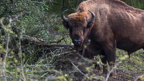 Ein-Europäischer-Bison-Bonasus-Bulle,-Der-In-Einem-Wald-Weidet,-Wiederkäut,-Tschechien