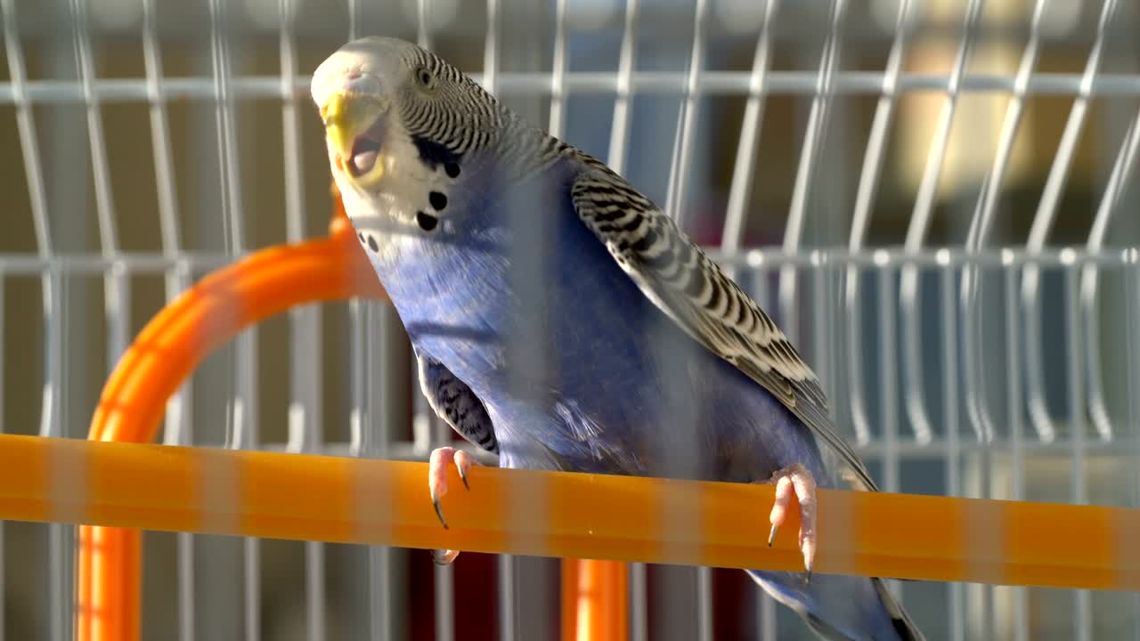 el periquito azul en la jaula.