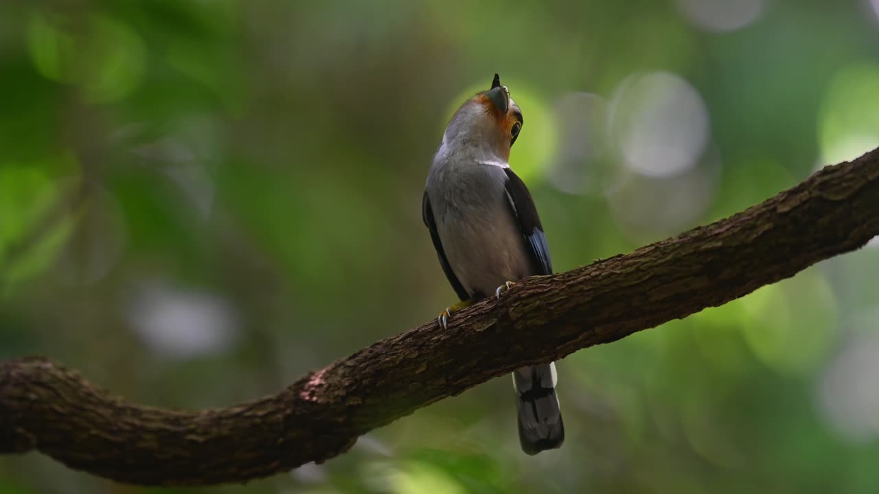 el pico ancho de pecho plateado se ve posado en una enredadera con comida en la boca y luego se va volando