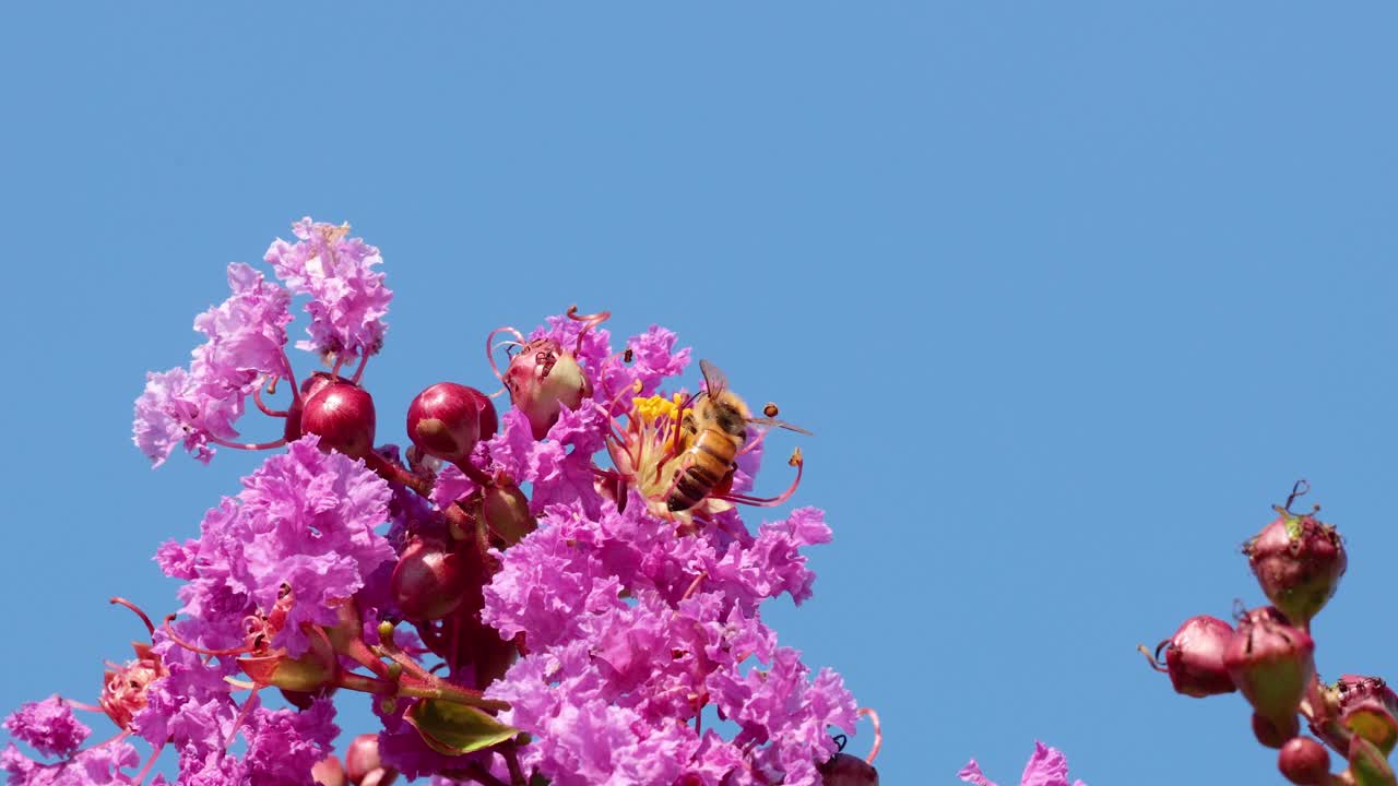 활기찬 분홍색 꽃과 상호 작용하는 벌